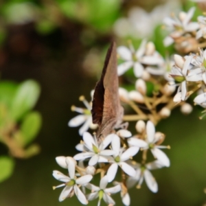 Paralucia pyrodiscus at Mongarlowe, NSW - suppressed