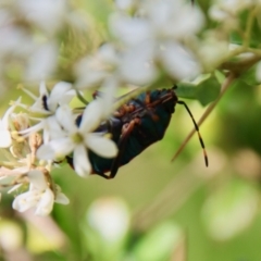 Pentatomidae (family) (Shield or Stink bug) at Mongarlowe River - 14 Feb 2022 by LisaH