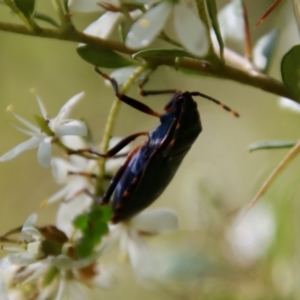 Pentatomidae (family) at Mongarlowe, NSW - 14 Feb 2022