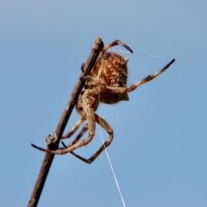 Backobourkia brounii at Mongarlowe, NSW - suppressed