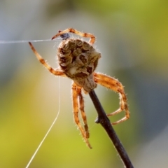 Backobourkia brounii at Mongarlowe, NSW - suppressed