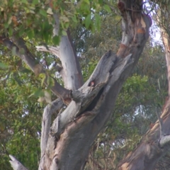 Callocephalon fimbriatum (Gang-gang Cockatoo) at Mount Mugga Mugga - 14 Feb 2022 by MichaelMulvaney