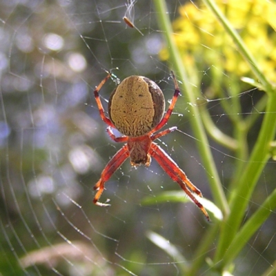 Araneinae (subfamily) (Orb weaver) at Namadgi National Park - 13 Feb 2022 by MatthewFrawley