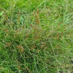 Juncus bufonius (Toad Rush) at Jerrabomberra, ACT - 8 Feb 2022 by EmilySutcliffe