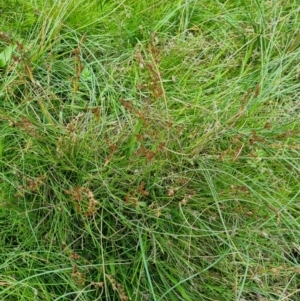 Juncus bufonius at Jerrabomberra, ACT - 8 Feb 2022