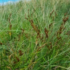 Juncus bufonius at Jerrabomberra, ACT - 8 Feb 2022