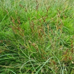 Juncus bufonius at Jerrabomberra, ACT - 8 Feb 2022