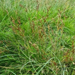 Juncus bufonius at Jerrabomberra, ACT - 8 Feb 2022