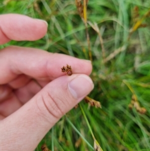 Juncus bufonius at Jerrabomberra, ACT - 8 Feb 2022