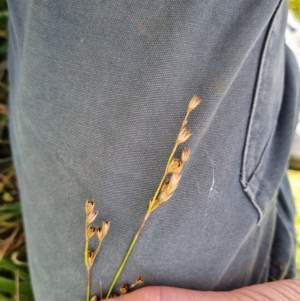 Juncus bufonius at Jerrabomberra, ACT - 8 Feb 2022