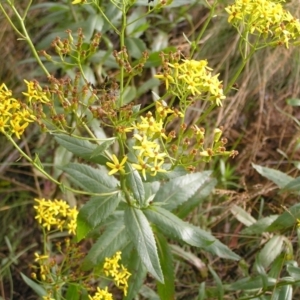 Senecio linearifolius at Cotter River, ACT - 13 Feb 2022