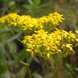 Senecio linearifolius at Cotter River, ACT - 13 Feb 2022 02:13 PM