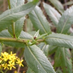 Senecio linearifolius at Cotter River, ACT - 13 Feb 2022 02:13 PM