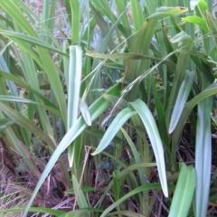 Dianella tasmanica at Cotter River, ACT - 13 Feb 2022