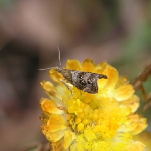 Tebenna micalis at Cotter River, ACT - 13 Feb 2022