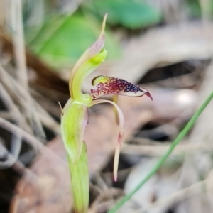 Chiloglottis reflexa at Paddys River, ACT - suppressed