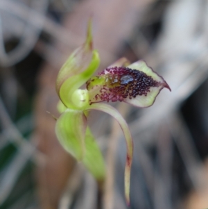 Chiloglottis reflexa at Paddys River, ACT - suppressed