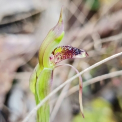 Chiloglottis reflexa at Paddys River, ACT - 14 Feb 2022