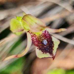 Chiloglottis reflexa at Paddys River, ACT - suppressed