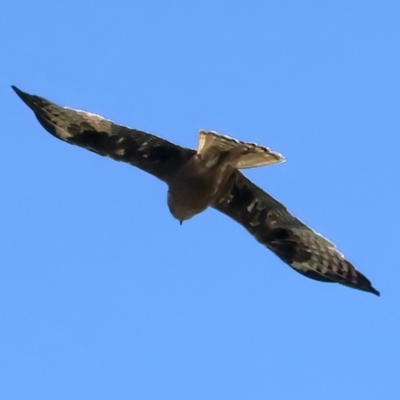 Hieraaetus morphnoides (Little Eagle) by jb2602
