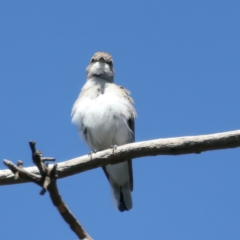 Microeca fascinans (Jacky Winter) at Rosewood, NSW - 12 Feb 2022 by jb2602