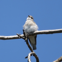 Microeca fascinans at Rosewood, NSW - 12 Feb 2022 10:37 AM