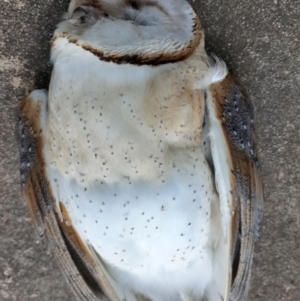 Tyto alba at Capital Hill, ACT - 11 Aug 2021