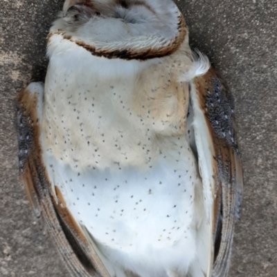 Tyto alba (Barn Owl) at Capital Hill, ACT - 11 Aug 2021 by wandering