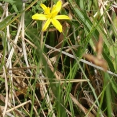 Tricoryne elatior (Yellow Rush Lily) at Molonglo Valley, ACT - 14 Feb 2022 by sangio7