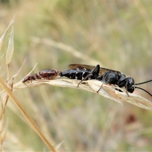 Tiphiidae (family) at Cook, ACT - 13 Feb 2022 09:51 AM