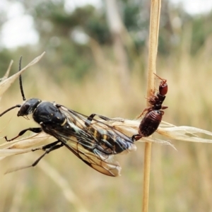 Tiphiidae (family) at Cook, ACT - 13 Feb 2022 09:51 AM