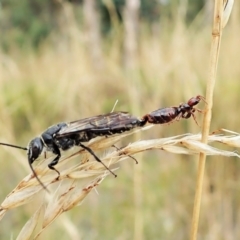 Tiphiidae (family) at Cook, ACT - 13 Feb 2022 09:51 AM