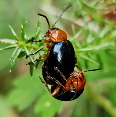 Ellopidia sp. (genus) (Leaf Beetle) at Cotter River, ACT - 7 Feb 2022 by RobG1