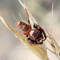 Opisthoncus sexmaculatus (Six-marked jumping spider) at Aranda Bushland - 14 Feb 2022 by CathB