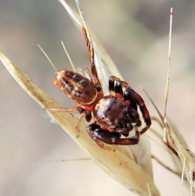 Opisthoncus sexmaculatus (Six-marked jumping spider) at Aranda Bushland - 13 Feb 2022 by CathB