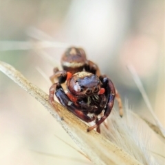 Opisthoncus sexmaculatus at Aranda, ACT - 14 Feb 2022