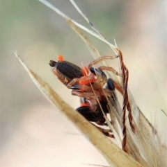 Opisthoncus sexmaculatus at Aranda, ACT - 14 Feb 2022