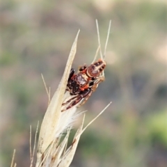 Opisthoncus sexmaculatus at Aranda, ACT - 14 Feb 2022