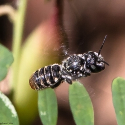 Megachile sp. (several subgenera) (Resin Bees) at ANBG - 14 Feb 2022 by Roger