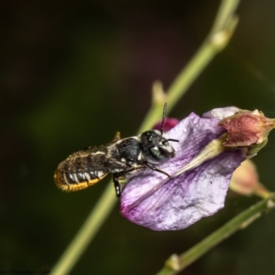Megachile sp. (several subgenera) (Resin Bees) at ANBG - 14 Feb 2022 by Roger