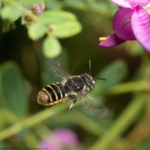 Megachile sp. (several subgenera) at Acton, ACT - 14 Feb 2022