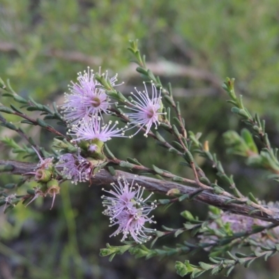 Kunzea parvifolia (Violet Kunzea) at Tennent, ACT - 9 Nov 2021 by MichaelBedingfield