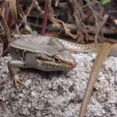 Liopholis whitii (White's Skink) at Cotter River, ACT - 7 Feb 2022 by RobG1