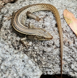 Liopholis whitii at Cotter River, ACT - 7 Feb 2022