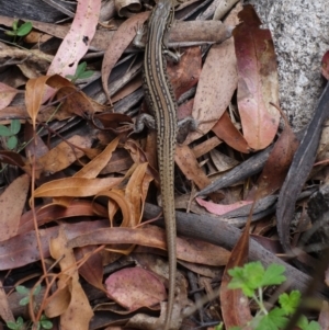 Liopholis whitii at Cotter River, ACT - 7 Feb 2022