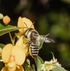 Megachile (Eutricharaea) sp. (genus & subgenus) (Leaf-cutter Bee) at Acton, ACT - 14 Feb 2022 by Roger