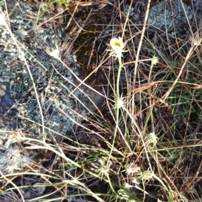 Tolpis barbata (Yellow Hawkweed) at Molonglo Valley, ACT - 14 Feb 2022 by sangio7