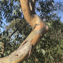 Eucalyptus stellulata (Black Sally) at Torrens, ACT - 15 Feb 2022 by walter