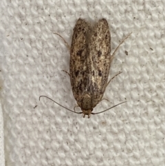 Oecophoridae (family) (Unidentified Oecophorid concealer moth) at Jerrabomberra, NSW - 14 Feb 2022 by Steve_Bok