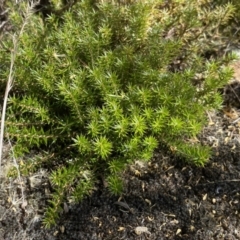 Acrotriche serrulata (Ground-berry) at Googong, NSW - 14 Feb 2022 by Steve_Bok